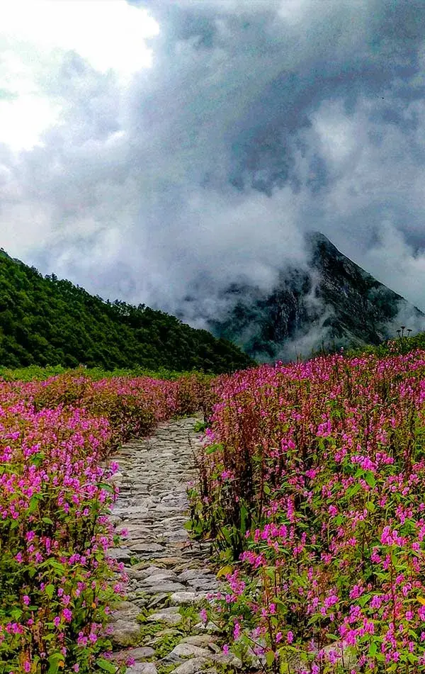Valley of Flowers Trek   
